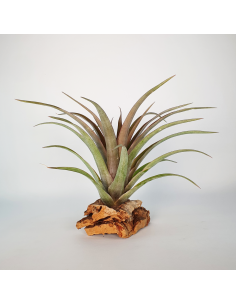 Tillandsia Capitata Red Star Ecoterrazas 2