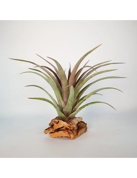 Tillandsia Capitata Red Star Ecoterrazas