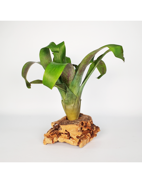 Tillandsia Complanata Ecoterrazas