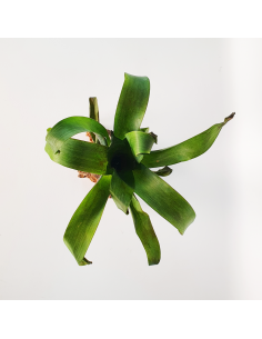 Tillandsia Complanata Ecoterrazas 2