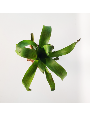 Tillandsia Complanata Ecoterrazas