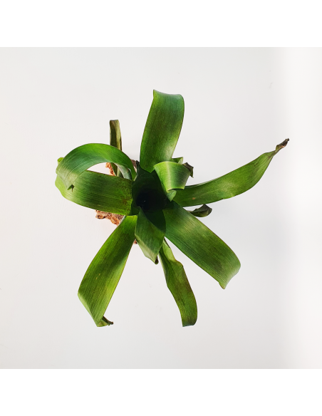 Tillandsia Complanata Ecoterrazas