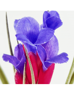 Tillandsia Aeranthos x Seideliana Ecoterrazas 2