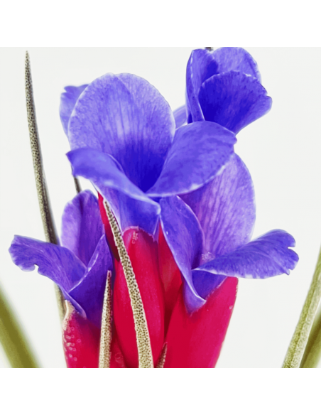 Tillandsia Aeranthos x Seideliana Ecoterrazas