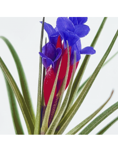 Tillandsia Aeranthos x Seideliana Ecoterrazas