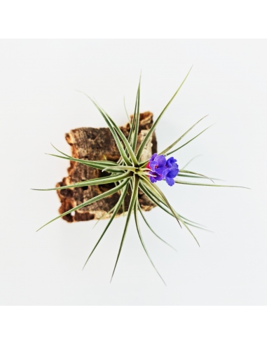 Tillandsia Aeranthos x Seideliana Ecoterrazas