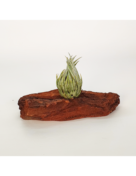 Tillandsia Kautskyi Size M Ecoterrazas