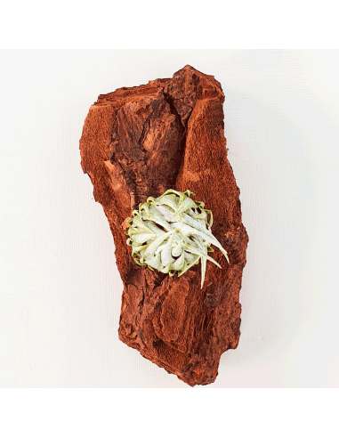 Tillandsia Kautskyi Size M Ecoterrazas