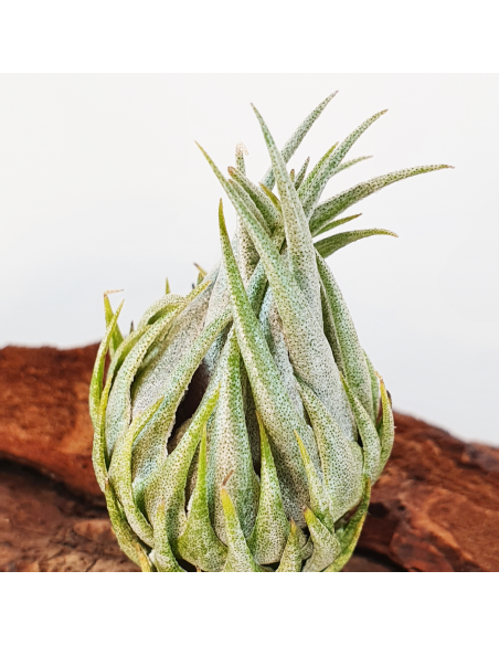 Tillandsia Kautskyi Size M