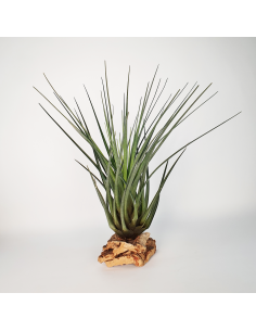 Tillandsia Crista Galli Ecoterrazas
