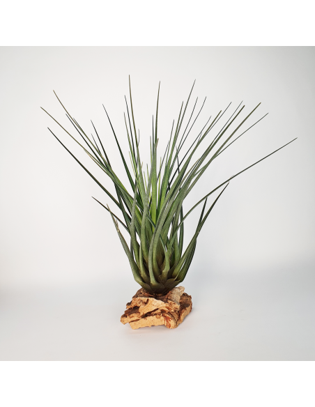 Tillandsia Crista Galli Ecoterrazas