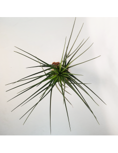 Tillandsia Crista Galli Ecoterrazas 2