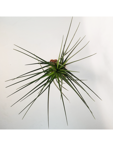 Tillandsia Crista Galli Ecoterrazas
