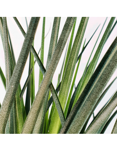 Tillandsia Crista Galli Ecoterrazas