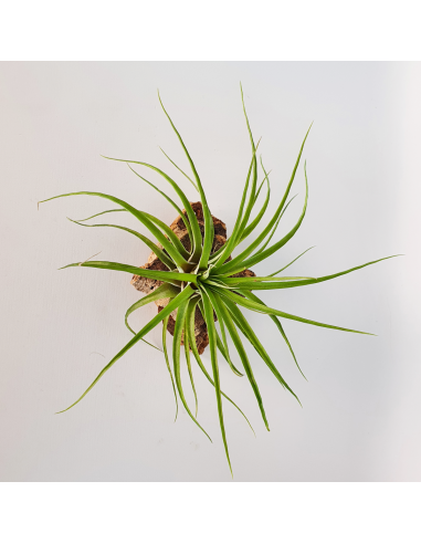 Tillandsia Kegeliana Ecoterrazas