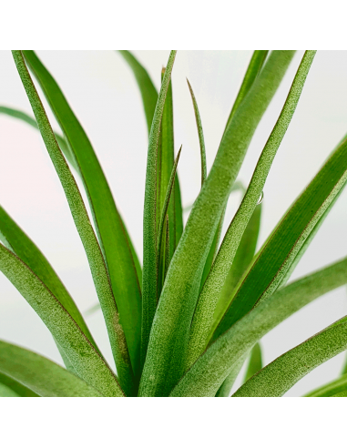 Tillandsia Kegeliana Ecoterrazas