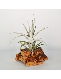 Tillandsia Mitlaensis Var. Tulensis Ecoterrazas
