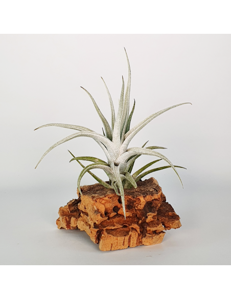 Tillandsia Mitlaensis Var. Tulensis Ecoterrazas