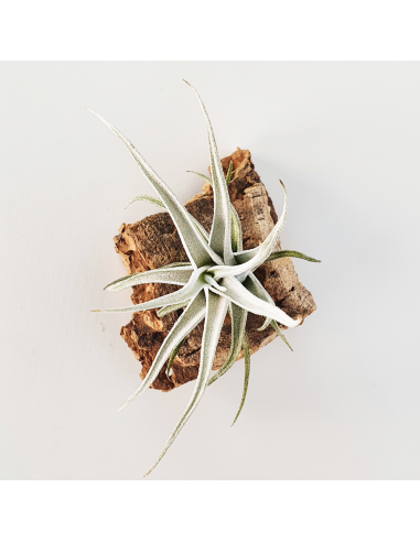 Tillandsia Mitlaensis Var. Tulensis Ecoterrazas