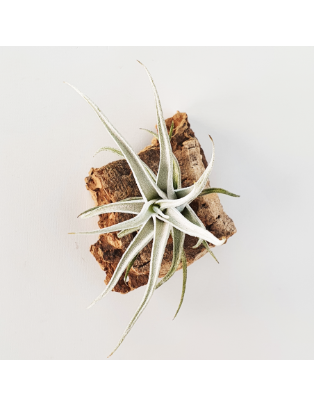 Tillandsia Mitlaensis Var. Tulensis Ecoterrazas