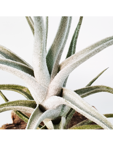 Tillandsia Mitlaensis Var. Tulensis Ecoterrazas