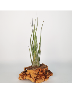 Pruinosa Silver Tillandsia Ecoterrazas 2