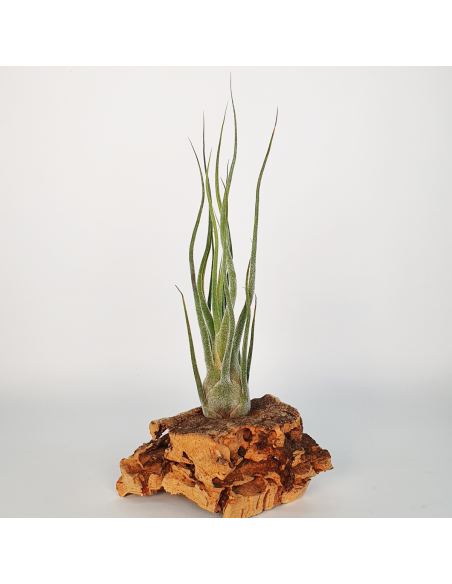 Pruinosa Silver Tillandsia Ecoterrazas