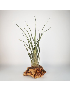 Pruinosa Silver Tillandsia Ecoterrazas