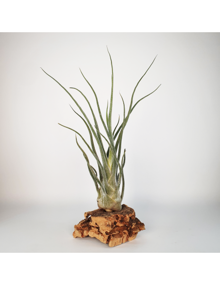 Pruinosa Silver Tillandsia Ecoterrazas
