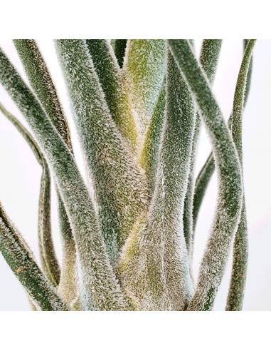Tillandsia Pruinosa Silver (Var. Colombia) Ecoterrazas