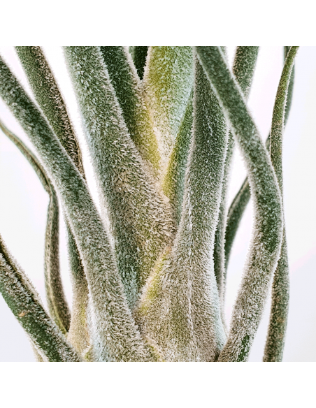 Pruinosa Silver Tillandsia Ecoterrazas