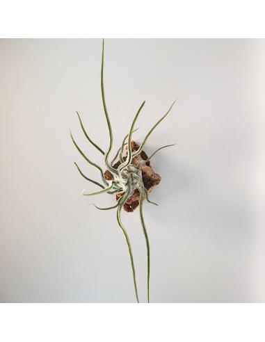 Tillandsia Pruinosa Silver (Var. Colombia) Ecoterrazas