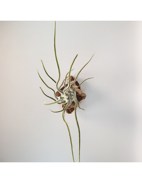 Pruinosa Silver Tillandsia Ecoterrazas