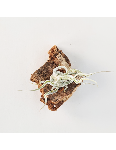 Tillandsia Pruinosa Silver (Var. Colombia) Ecoterrazas