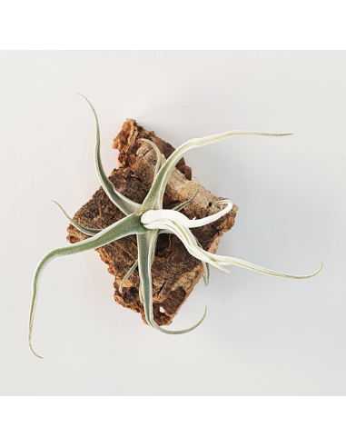 Tillandsia Streptocarpa Ecoterrazas