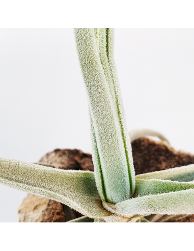 Tillandsia Streptocarpa Ecoterrazas