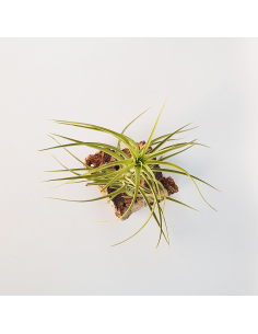 Tillandsia Aeranthos Major Ecoterrazas 2