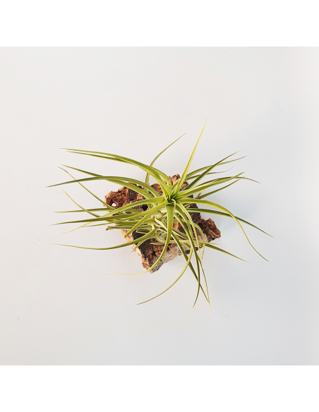 Tillandsia Aeranthos Major Ecoterrazas
