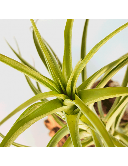 Tillandsia Aeranthos Major Ecoterrazas