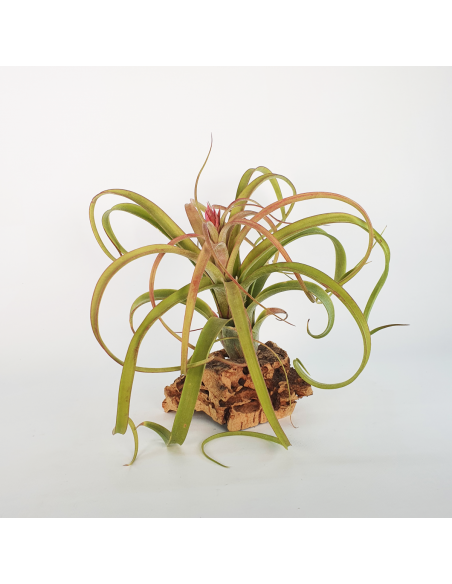 Tillandsia Bauple Ecoterrazas