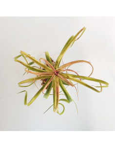 Tillandsia Bauple Ecoterrazas 2