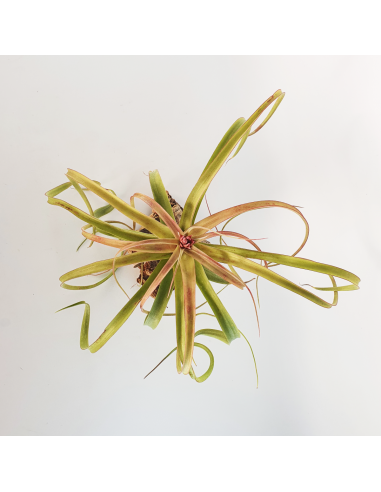 Tillandsia Bauple Ecoterrazas