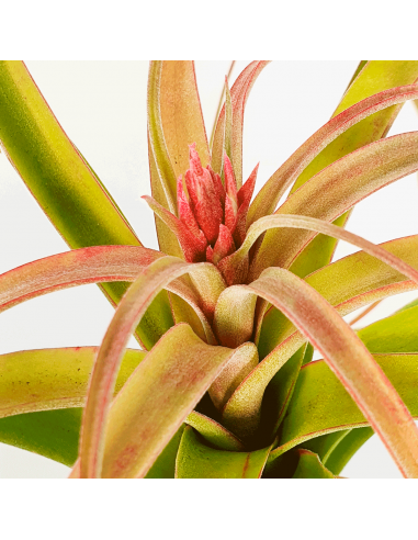 Tillandsia Bauple Ecoterrazas