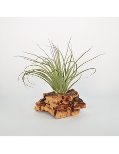 Tillandsia Feather Duster Ecoterrazas