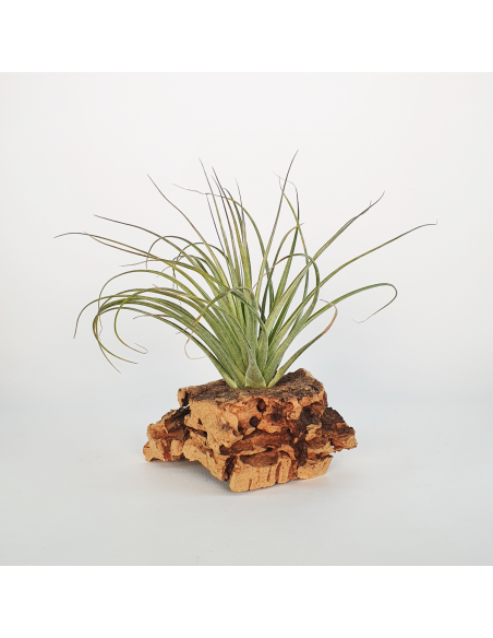 Tillandsia Feather Duster Ecoterrazas