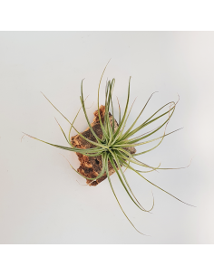 Tillandsia Feather Duster Ecoterrazas 2