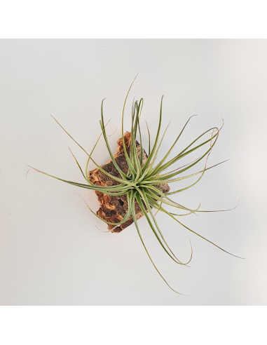 Tillandsia Feather Duster Ecoterrazas