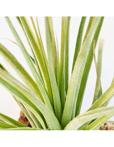 Tillandsia Feather Duster Ecoterrazas