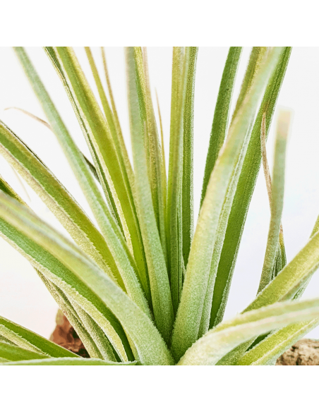 Tillandsia Feather Duster Ecoterrazas