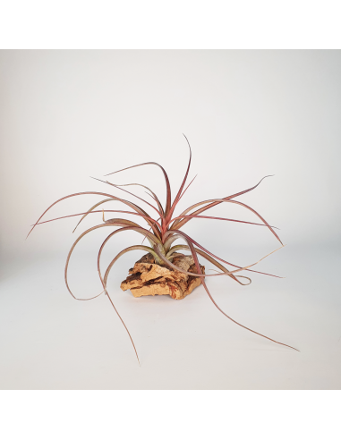 Tillandsia Heather Blush Ecoterrazas